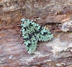 Attēlu rezultāti vaicājumam “Griposia aprilina”