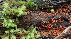 Attēlu rezultāti vaicājumam “Trichia decipiens”