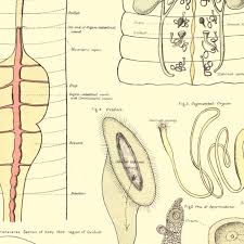 Attēlu rezultāti vaicājumam “Lumbricus terrestris”