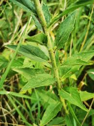 Attēlu rezultāti vaicājumam “Hieracium umbellatum”