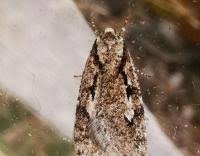 Attēlu rezultāti vaicājumam “Semioscopis avellanella”