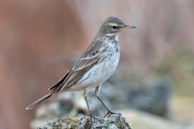 Image result for Anthus spinoletta