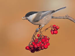 Attēlu rezultāti vaicājumam “Poecile montanus adult”