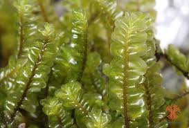 Attēlu rezultāti vaicājumam “Plagiochila asplenioides”