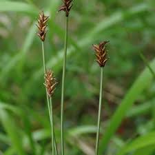 Attēlu rezultāti vaicājumam “Carex dioica male flower”