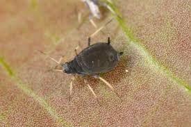 Attēlu rezultāti vaicājumam “Aphis fabae”