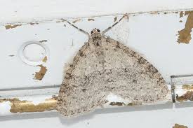 Attēlu rezultāti vaicājumam “Trichopteryx carpinata”