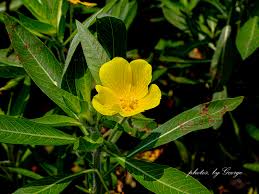 Attēlu rezultāti vaicājumam “Onagraceae”