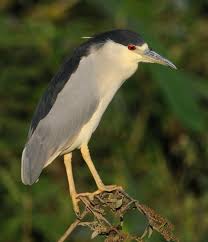 Attēlu rezultāti vaicājumam “Nycticorax nycticorax adult”
