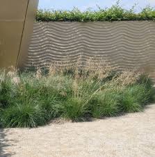 Attēlu rezultāti vaicājumam “Deschampsia cespitosa bud”