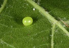 Attēlu rezultāti vaicājumam “Deilephila elpenor imago”