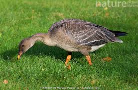 Attēlu rezultāti vaicājumam “Anser anser juvenile”