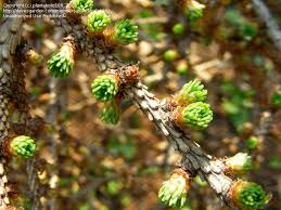 Attēlu rezultāti vaicājumam “Larix kaempferi female flower”