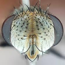 Attēlu rezultāti vaicājumam “Tachinidae”