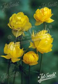 Attēlu rezultāti vaicājumam “Trollius europaeus fruit”