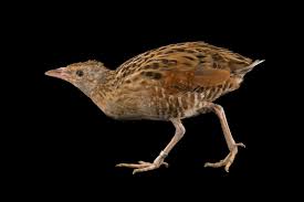 Image result for Crex crex