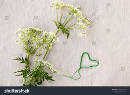 Attēlu rezultāti vaicājumam “Conioselinum tataricum”