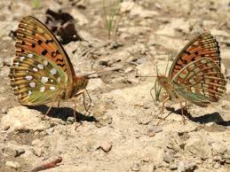 Attēlu rezultāti vaicājumam “Argynnis aglaja underside”