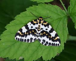 Attēlu rezultāti vaicājumam “Abraxas grossulariata”