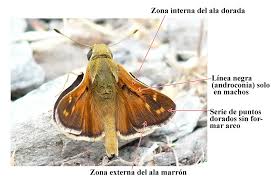 Attēlu rezultāti vaicājumam “Hesperia comma male”