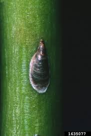 Attēlu rezultāti vaicājumam “Lepidosaphes ulmi imago”