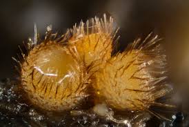 Attēlu rezultāti vaicājumam “Cheilymenia stercorea”