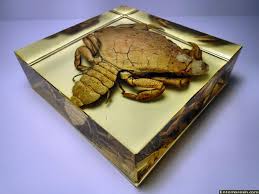 Image result for Cancer irroratus