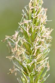 Attēlu rezultāti vaicājumam “Anthoxanthum odoratum fruit”