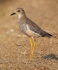 Image result for Vanellus leucurus