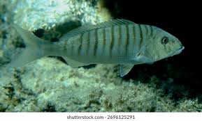 Image result for Lithognathus lithognathus