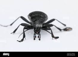 Attēlu rezultāti vaicājumam “Blaps mortisaga”