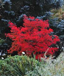 Attēlu rezultāti vaicājumam “Enkianthus chinensis leaf”