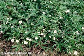 Attēlu rezultāti vaicājumam “Potentilla alba”
