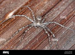 Attēlu rezultāti vaicājumam “Philodromus margaritatus”