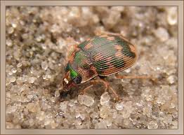 Attēlu rezultāti vaicājumam “Omophron limbatum”