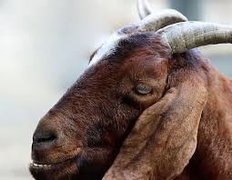 Attēlu rezultāti vaicājumam “Capra”