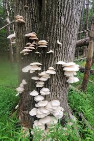 Attēlu rezultāti vaicājumam “Pleurotus ostreatus”