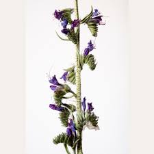 Attēlu rezultāti vaicājumam “Boraginaceae”