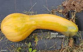 Attēlu rezultāti vaicājumam “Cucurbita pepo fruit”