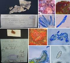 Attēlu rezultāti vaicājumam “Nectria peziza”