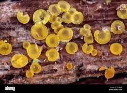 Attēlu rezultāti vaicājumam “Orbilia sp.”