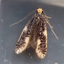 Attēlu rezultāti vaicājumam “Monopis weaverella”