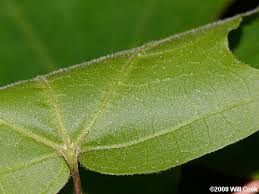 Attēlu rezultāti vaicājumam “Chenopodium acerifolium leaf”
