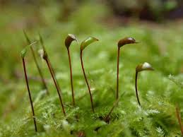 Attēlu rezultāti vaicājumam “Bryoerythrophyllum recurvirostrum sporophyte”