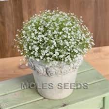 Attēlu rezultāti vaicājumam “Gypsophila muralis”