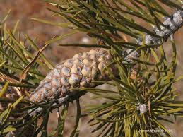 Attēlu rezultāti vaicājumam “Pinus banksiana”