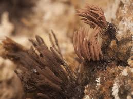 Attēlu rezultāti vaicājumam “Stemonitis sp.”