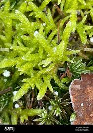 Attēlu rezultāti vaicājumam “Eurhynchiastrum pulchellum macro”