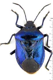 Attēlu rezultāti vaicājumam “Zicrona caerulea nymph”