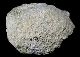 Attēlu rezultāti vaicājumam “Cribraria costata”